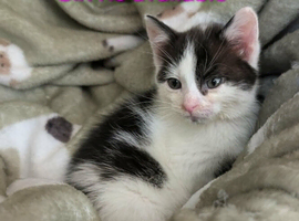 Very sweet Black and white girl  RE AVAILABLE, flead/wormed/litter trained/socialised   &pound;80