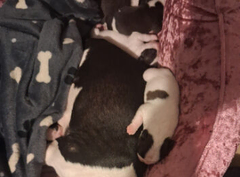 Stunning boston babies