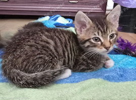 Lovely kittens