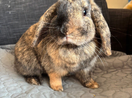 *RESERVED* Female mini lop for sale