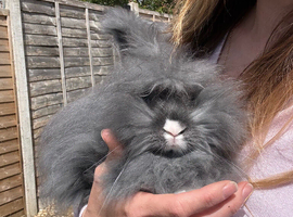 Boy angora ready for his new home