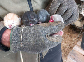Kittens for sale