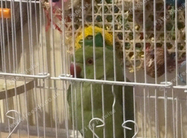 Baby Indian ring neck
