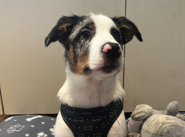 Beautiful blue merle collie dog