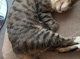 2yr old Independent Tabby
