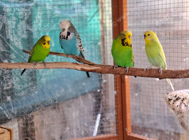 English/ Executive and Normal Budgies for new home