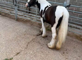 Mini coblet filly