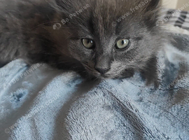 Gorgeous girl kitten