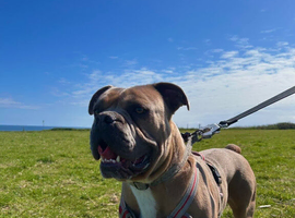 Olde English X American bulldog ️&zwj; available to stud️&zwj;
