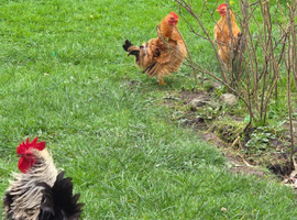 Bantam/Serama Cockerel. Free