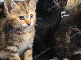 Beautiful babies for sale
