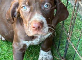 Stunning Vizsla X puppies