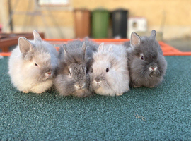 Lionhead rabbits - ready to go