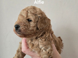 Poochon puppy (male)