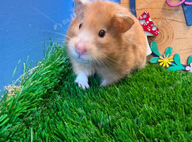 Beautiful Syrian Hamster Girl