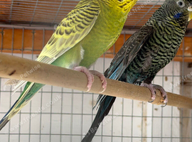 Young budgie