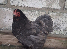 Mixed Pekin's hatching eggs