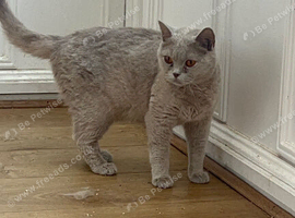 British shorthair lilac female