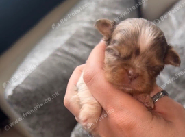 Chihuahua little boys available