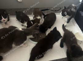 Stunning kittens ready now domestic X ragdoll lovelyColours