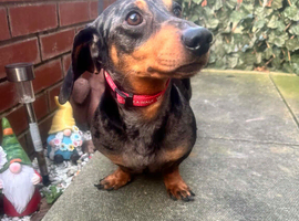 Dachshund