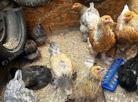 Brahma pullets