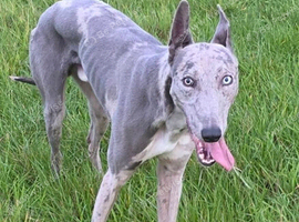 Greyhound lurchers 2 brothers