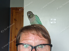 Beautiful hand reared turquoise green cheek conure with cage