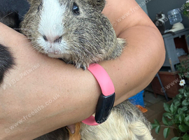 Male Guineas looking for forever homes