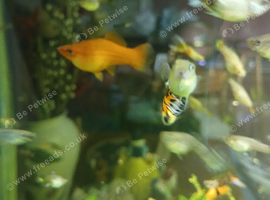 Swordtails &pound;1 each
