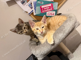 Beautiful kittens ready now *11 weeks old*