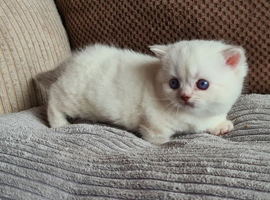 Female munchkin