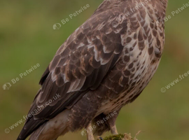 Female Buzzard