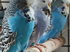 Some lovely budgies for sale