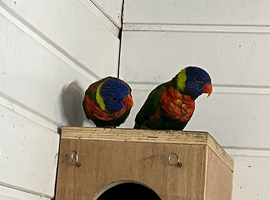 Cocktails/rainbow lorikeets