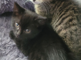 Last one beautiful small boy kitten are looking for a new home