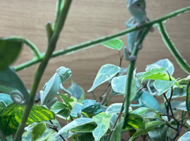 Baby Yemen chameleons