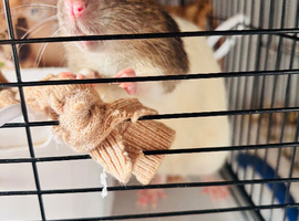 Rats for sale