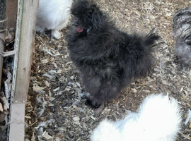 Silkle  bantams