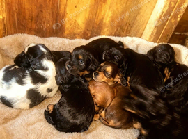 Cocker spaniel puppies