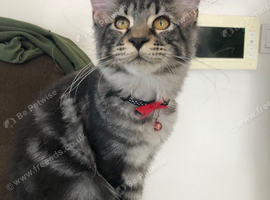 Tica female kitten