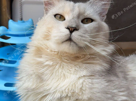 Black shaded Ns11 Mainecoon for STUD only!