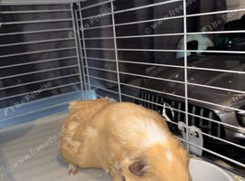 TWO LOVELY GUINEA PIGS LOOKING FOR A NEW HOME