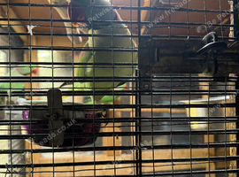 Parrot