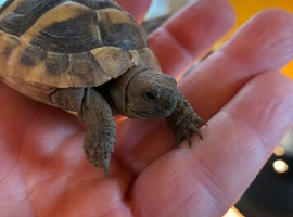 Hermannns Hatchling.