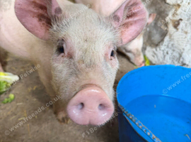 Large white pigs
