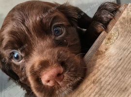 K C Working cocker spaniels REDUCED