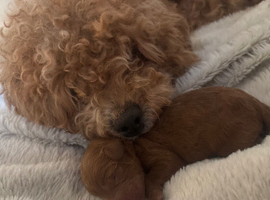 Gorgeous red cockapoo