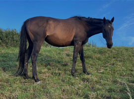 Tb 5 year old gelding ror