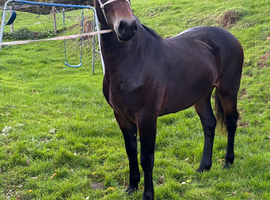 Pretty yearling filly